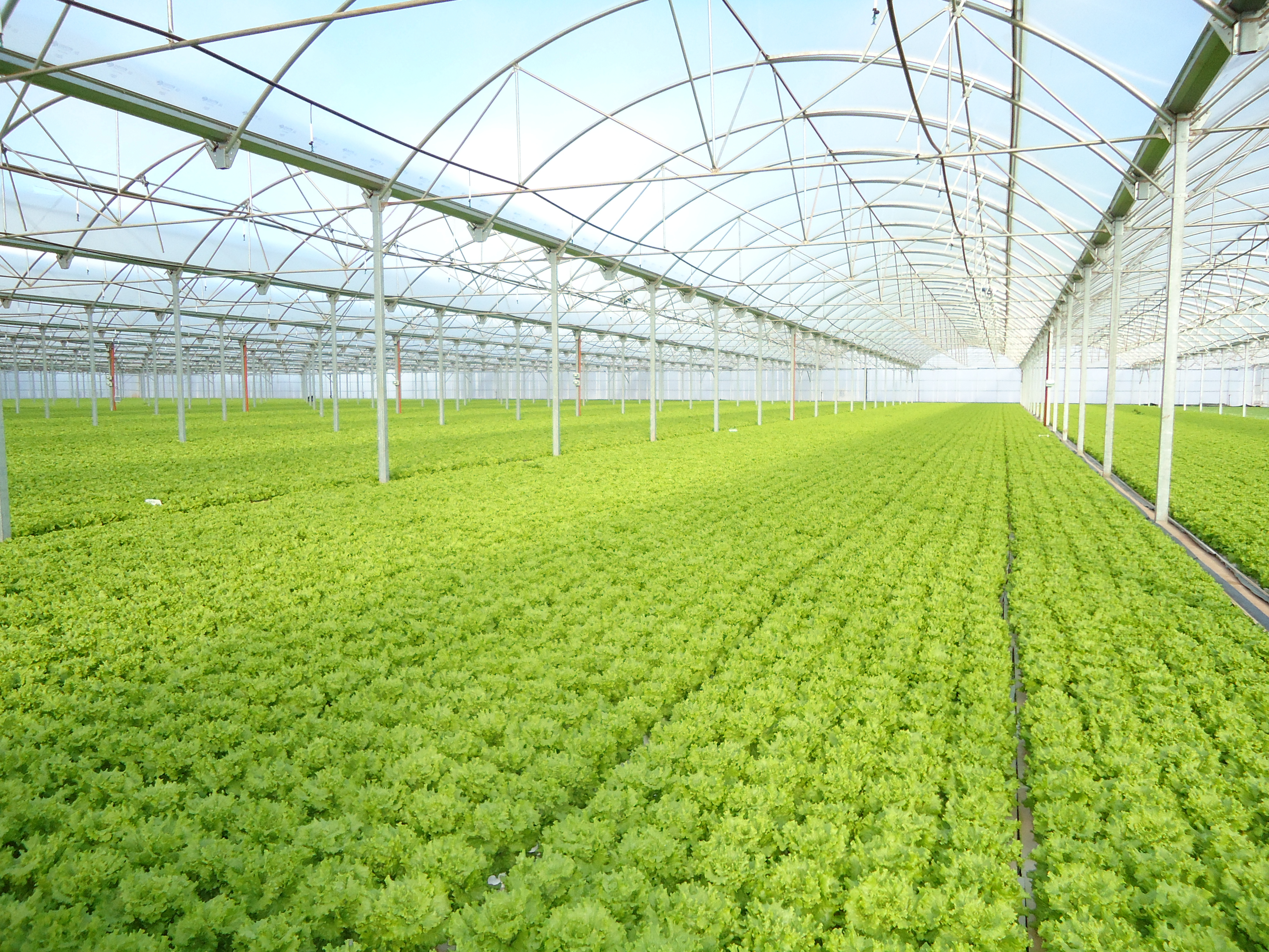 Выращивание фото. Грин Хаус тепличный комплекс Краснодар. Modern Greenhouse гидропоника. Гидропоническая ферма. Теплица вертикальная Гринхаусес.